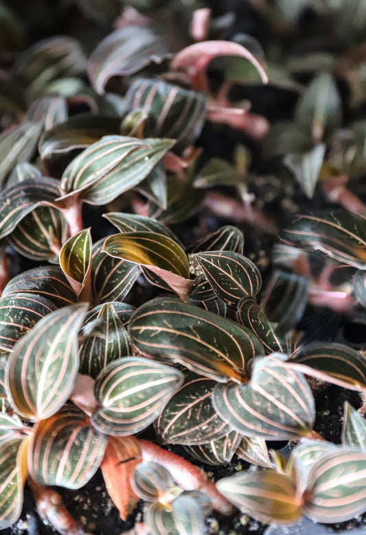 Jewel Orchid – 2–3 Inch Starter Plant