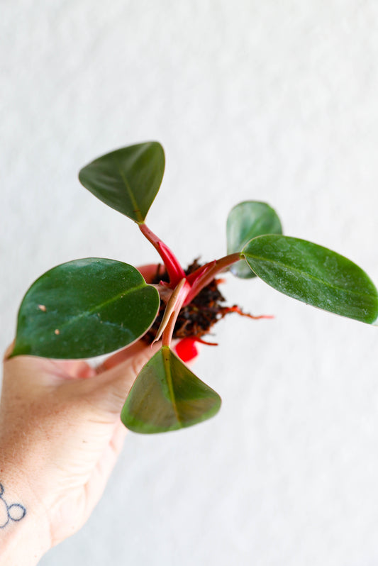 Philodendron Imperial Red – 2–3 Inch Starter Plant