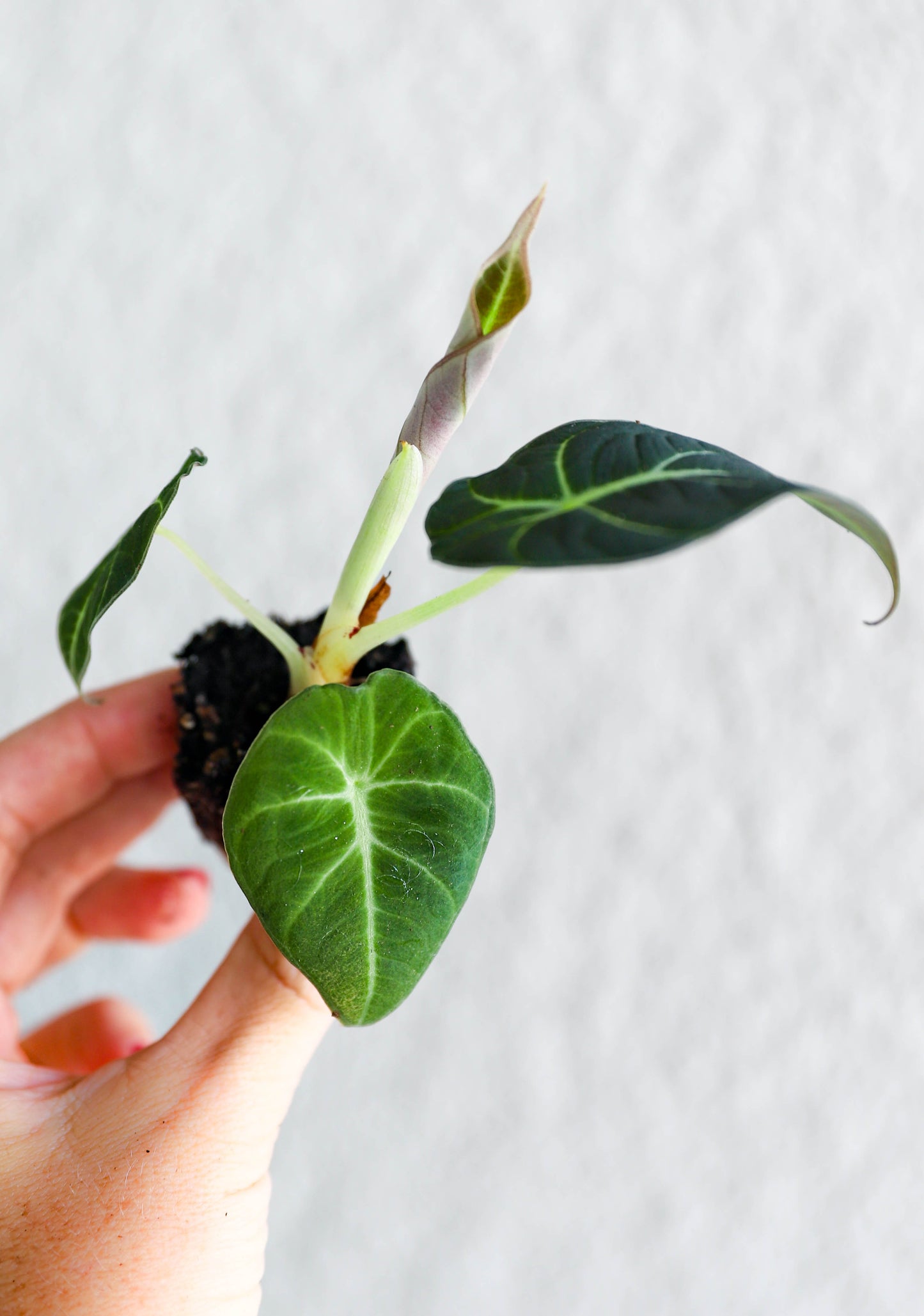 Alocasia Black Velvet