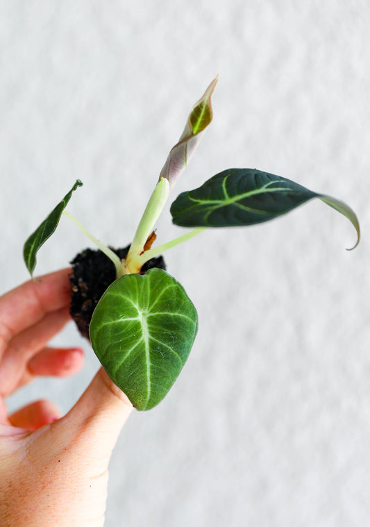 Alocasia Black Velvet