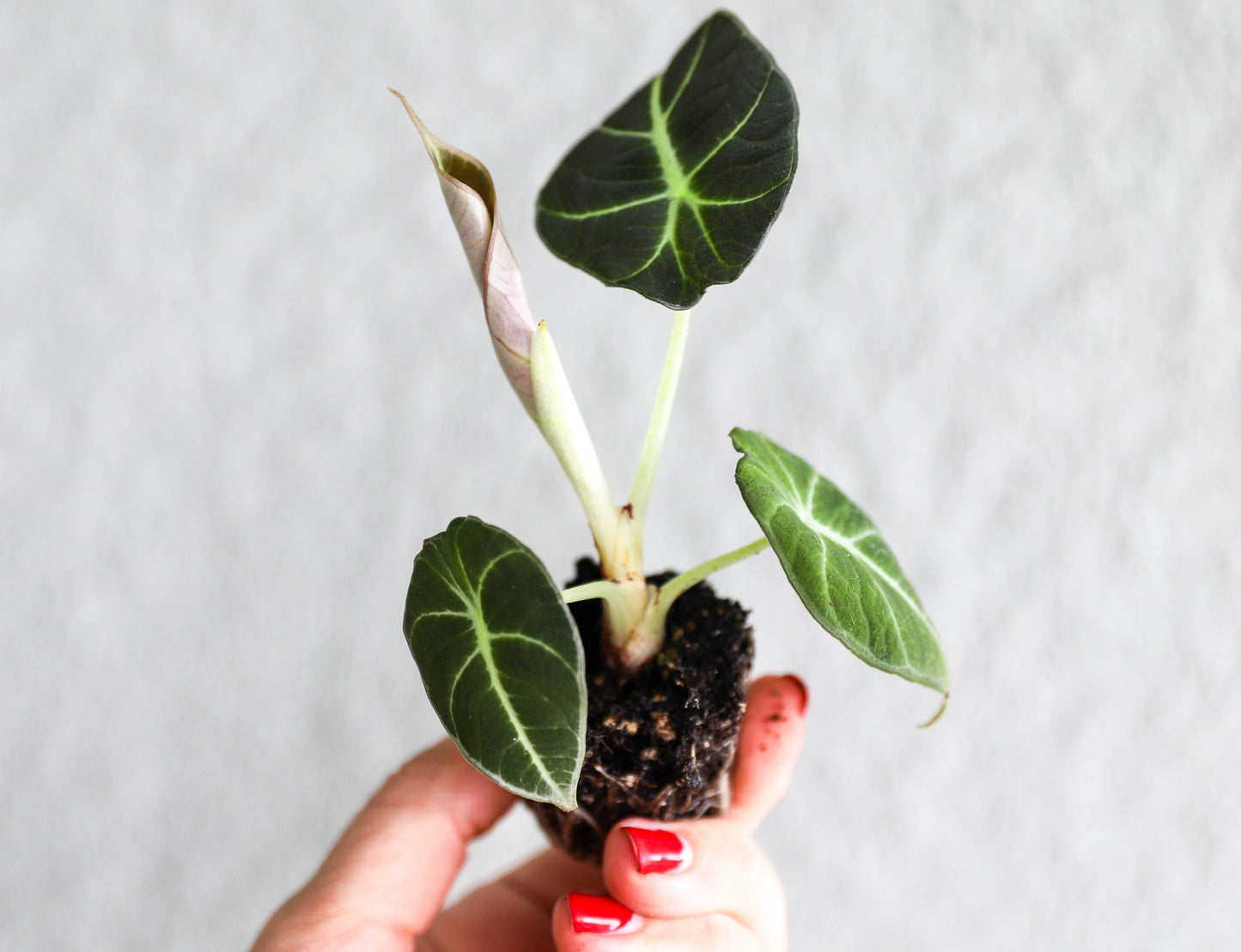 Alocasia Black Velvet