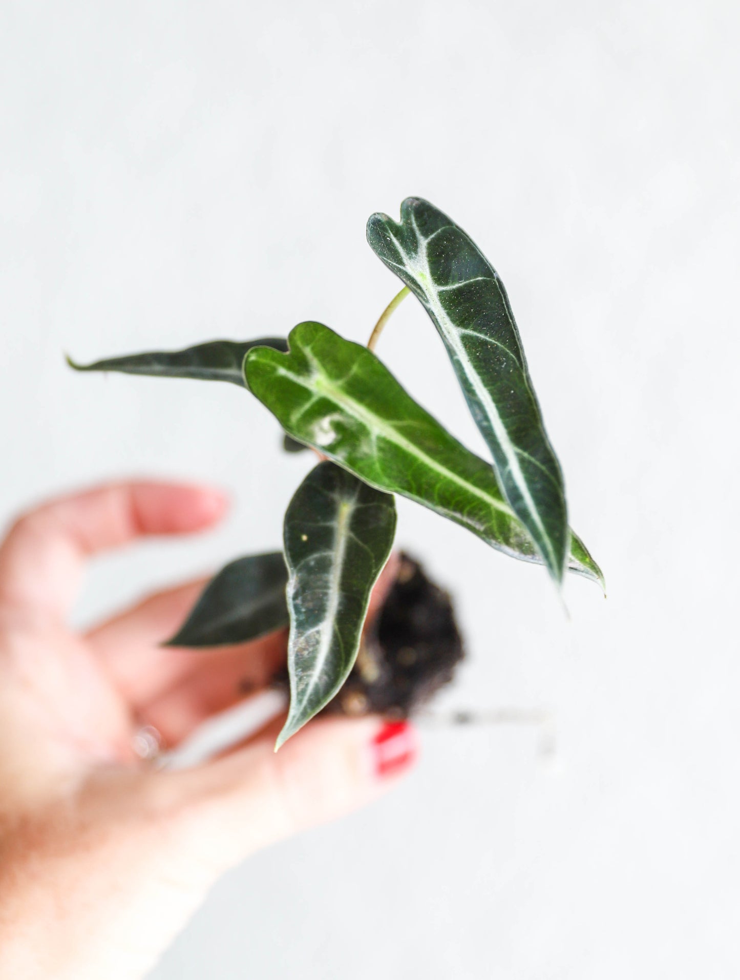 Alocasia ‘Fairy’ – 2–3” Starter