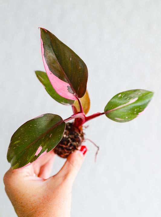 Philodendron Pink Princess – 2–3 Inch Starter Plant