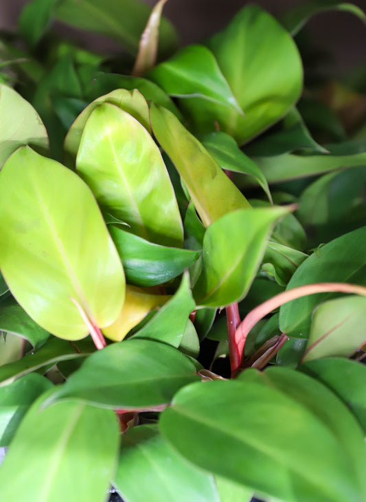 Philodendron Painted Lady – 2–3 Inch Starter Plant