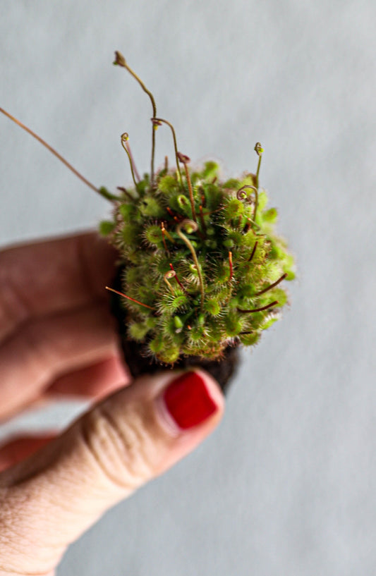 Drosera Capensis X Spatulata (Cape Sundew) – 2–3 Inch Starter Plant