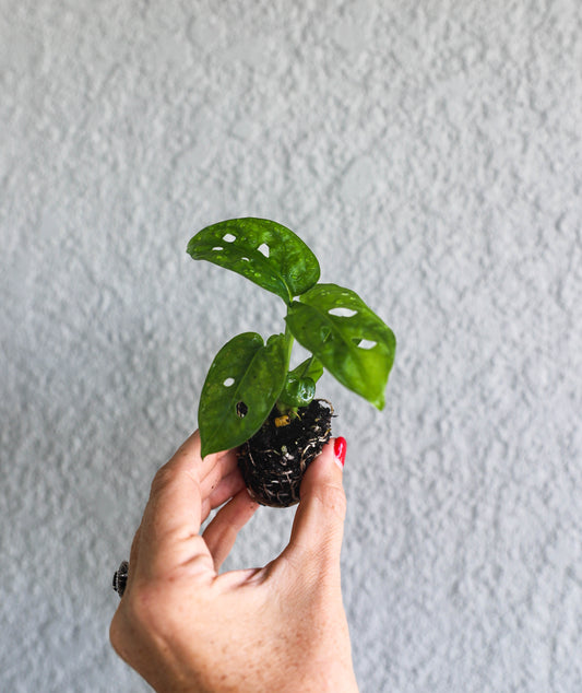 Monstera obliqua 'Expilata' – 2–3” Starter