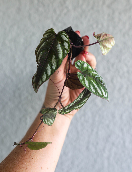 Cissus Discolor – 2–3 Inch Starter Plant