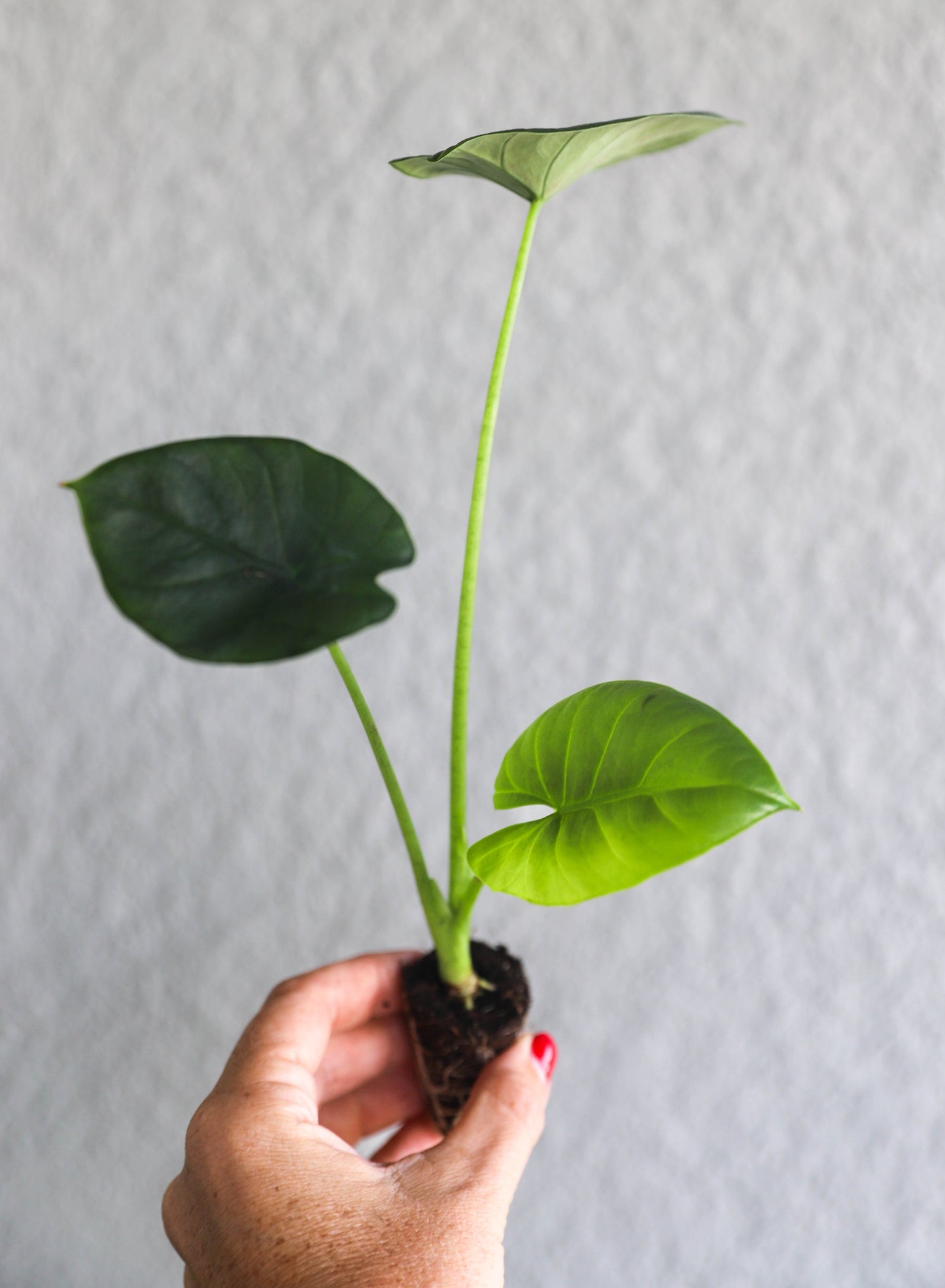 Alocasia reginae – 2–3” Starter | Silvery Veins | Striking Contrast | Rare Jewel Alocasia