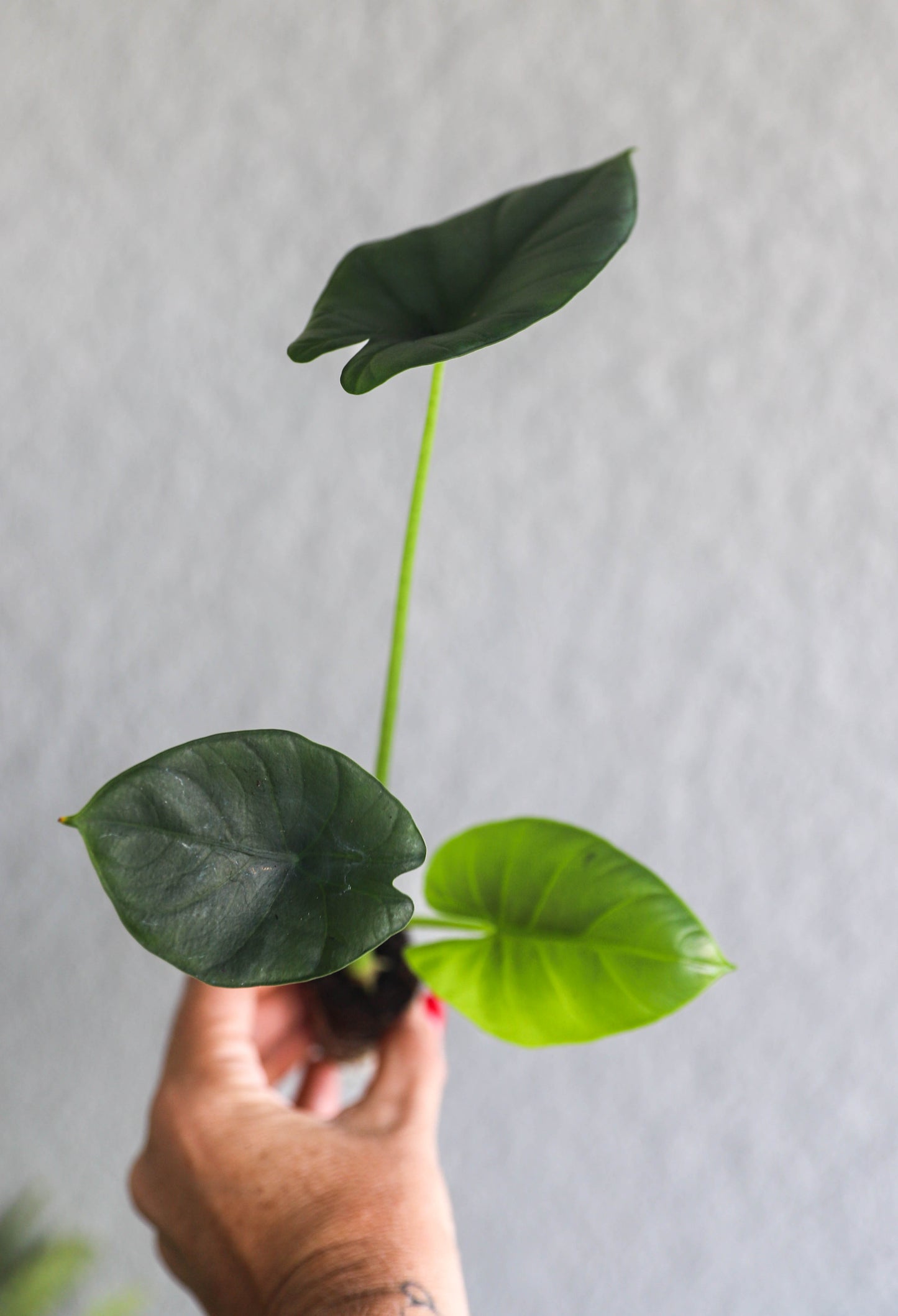 Alocasia reginae – 2–3” Starter | Silvery Veins | Striking Contrast | Rare Jewel Alocasia
