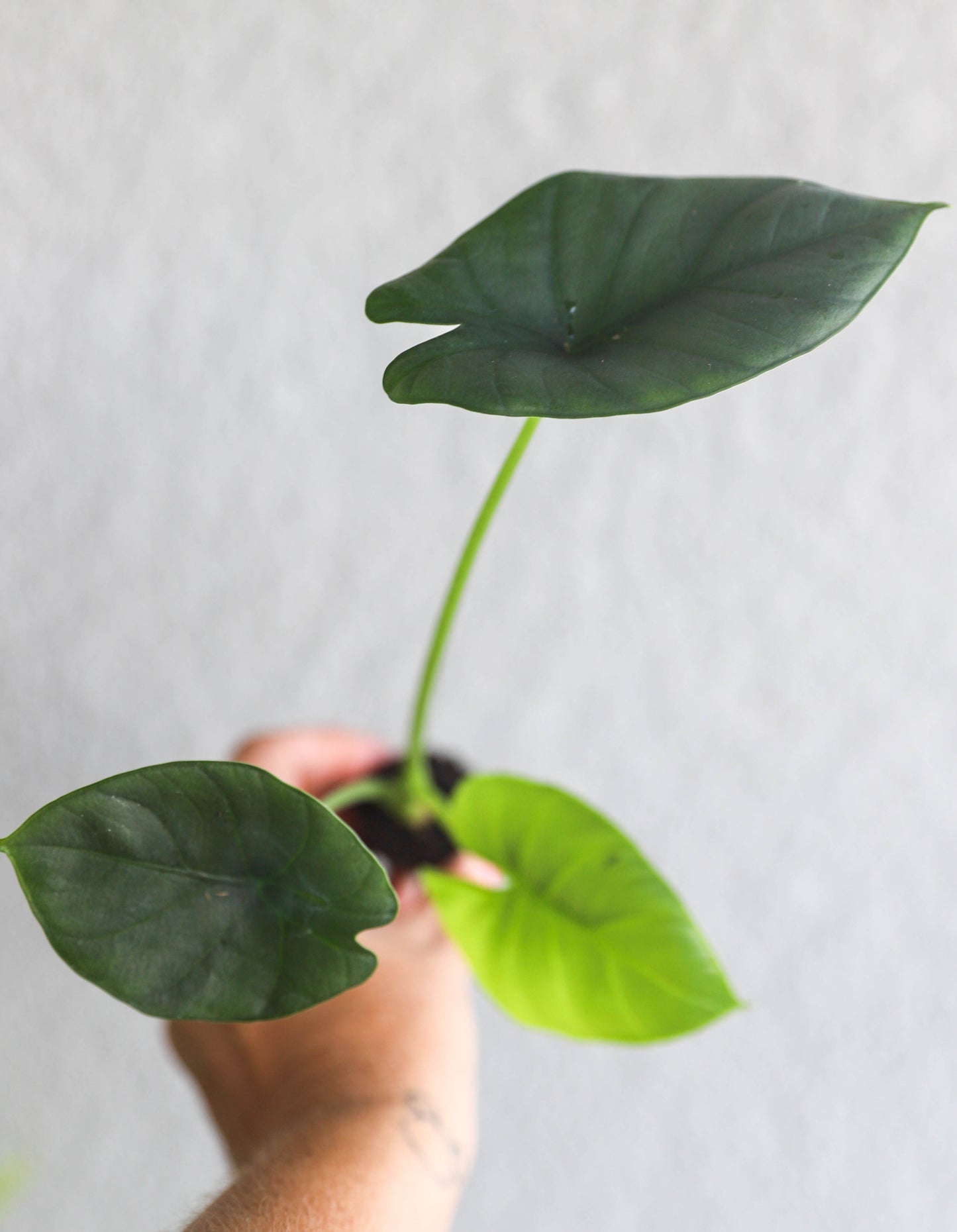 Alocasia reginae – 2–3” Starter | Silvery Veins | Striking Contrast | Rare Jewel Alocasia