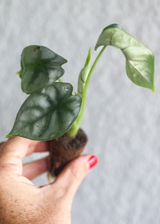 Alocasia Silver Dragon