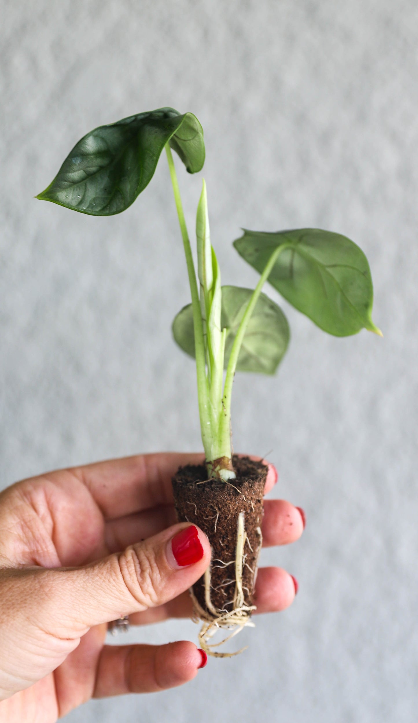 Alocasia ‘Silver Dragon’ – 2–3” Starter