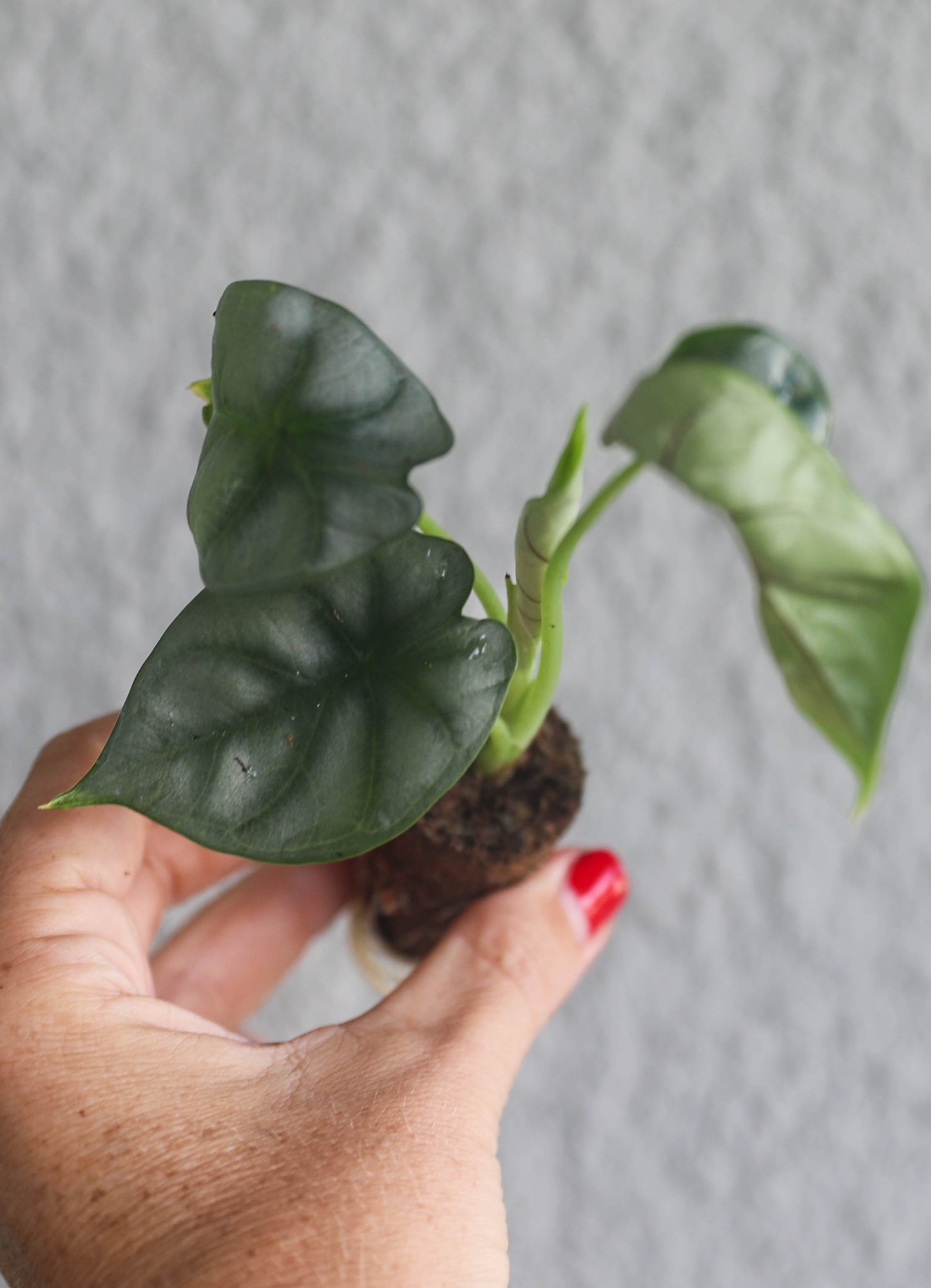 Alocasia ‘Silver Dragon’ – 2–3” Starter