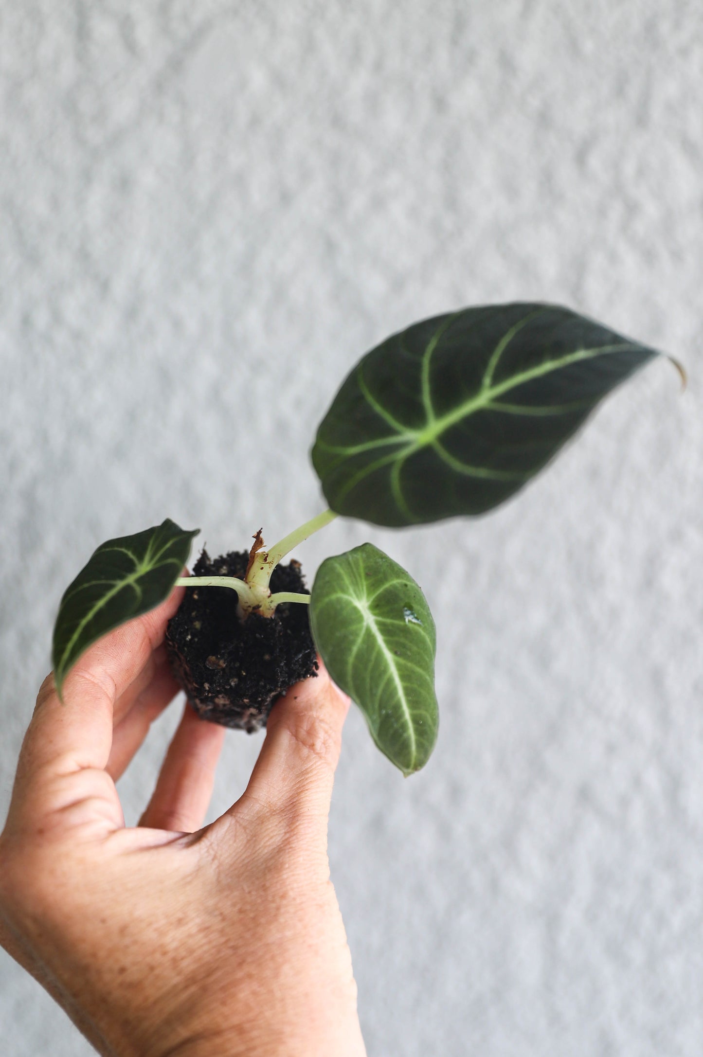 Alocasia Black Velvet