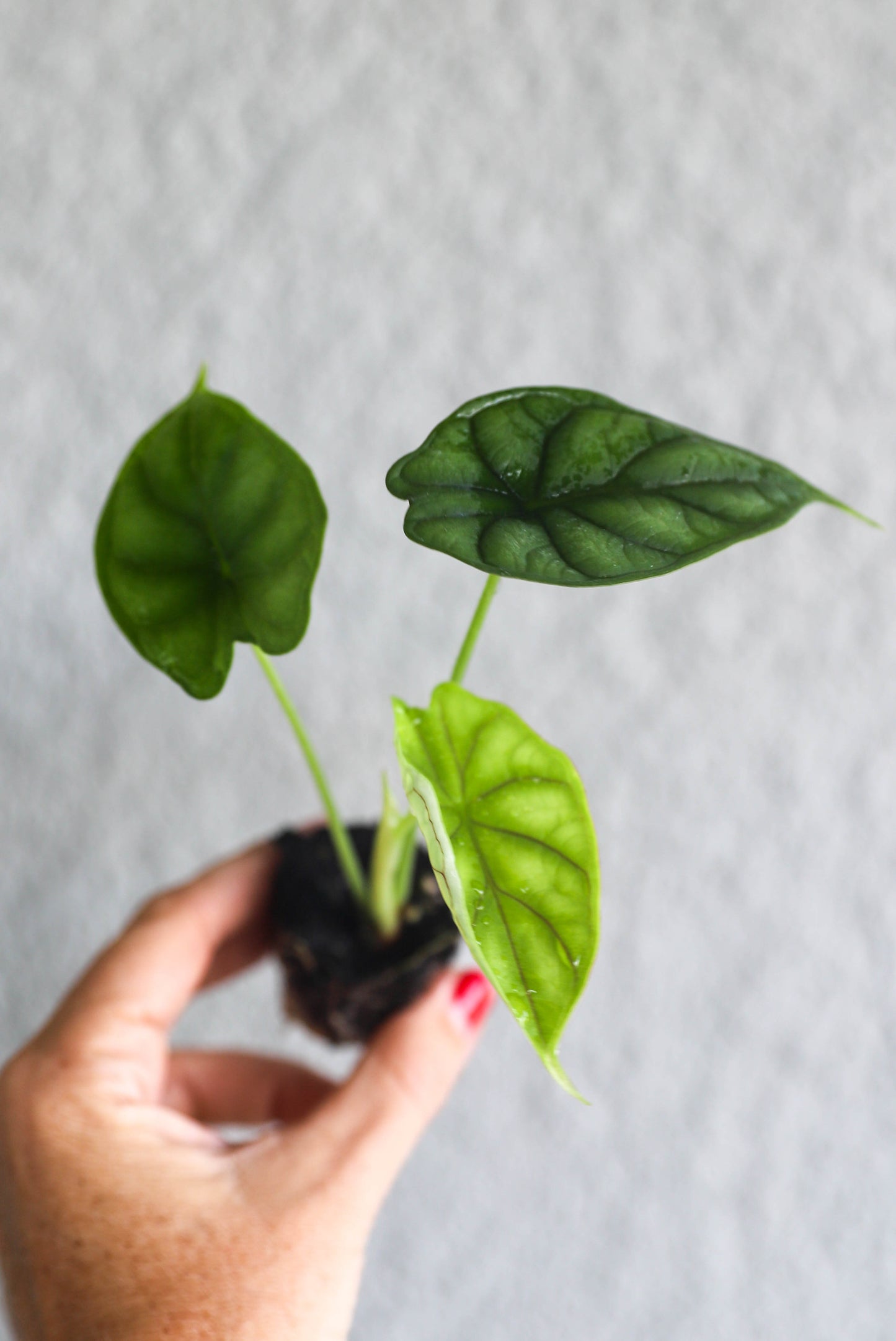 Alocasia Dragon Scale