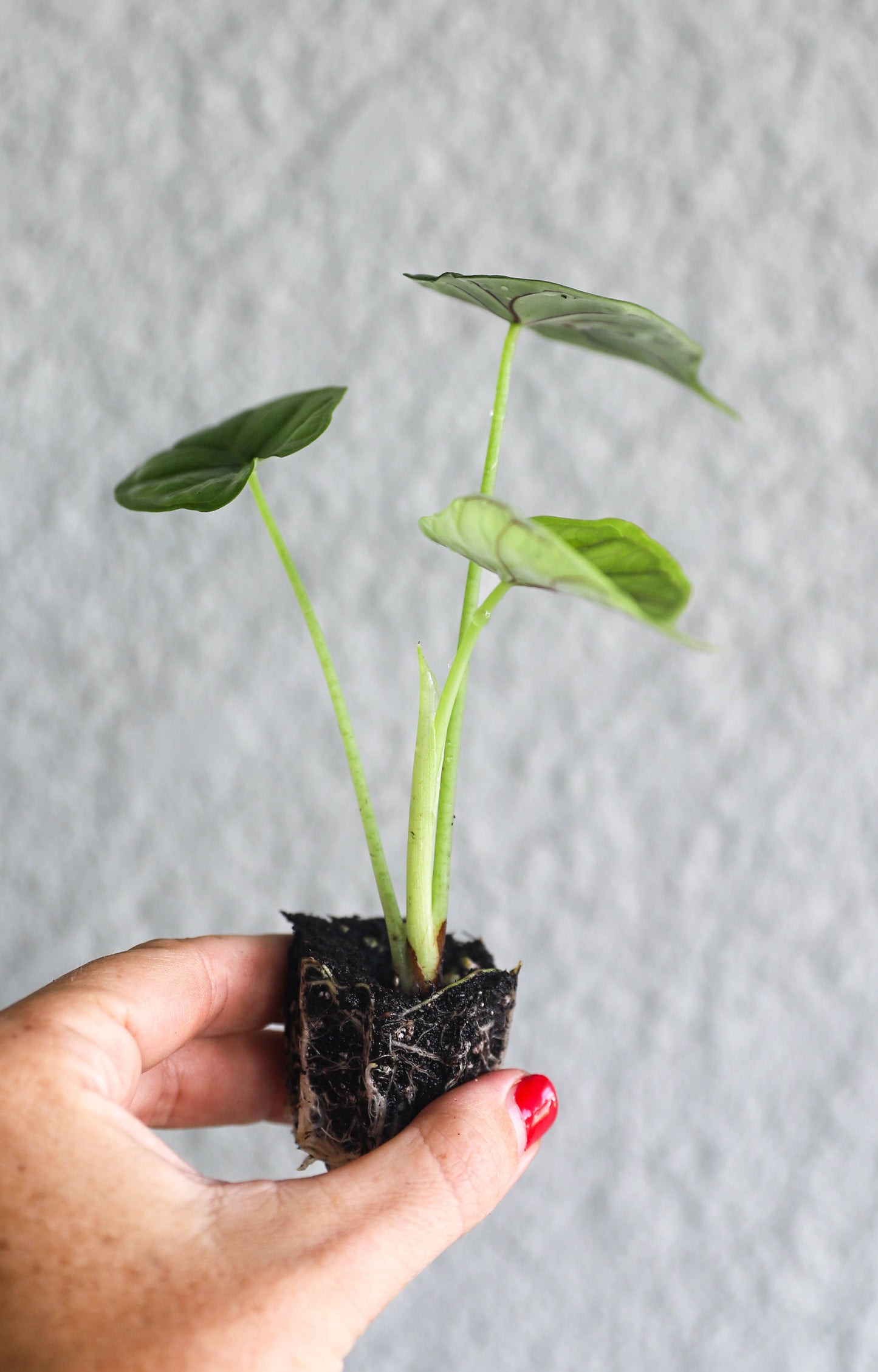 Alocasia Dragon Scale