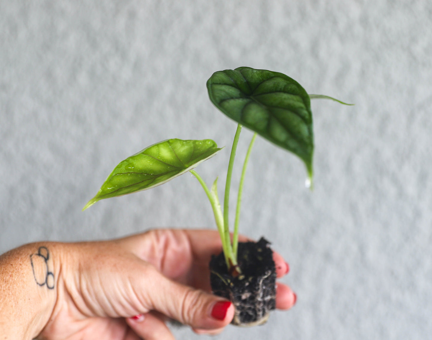 Alocasia Dragon Scale