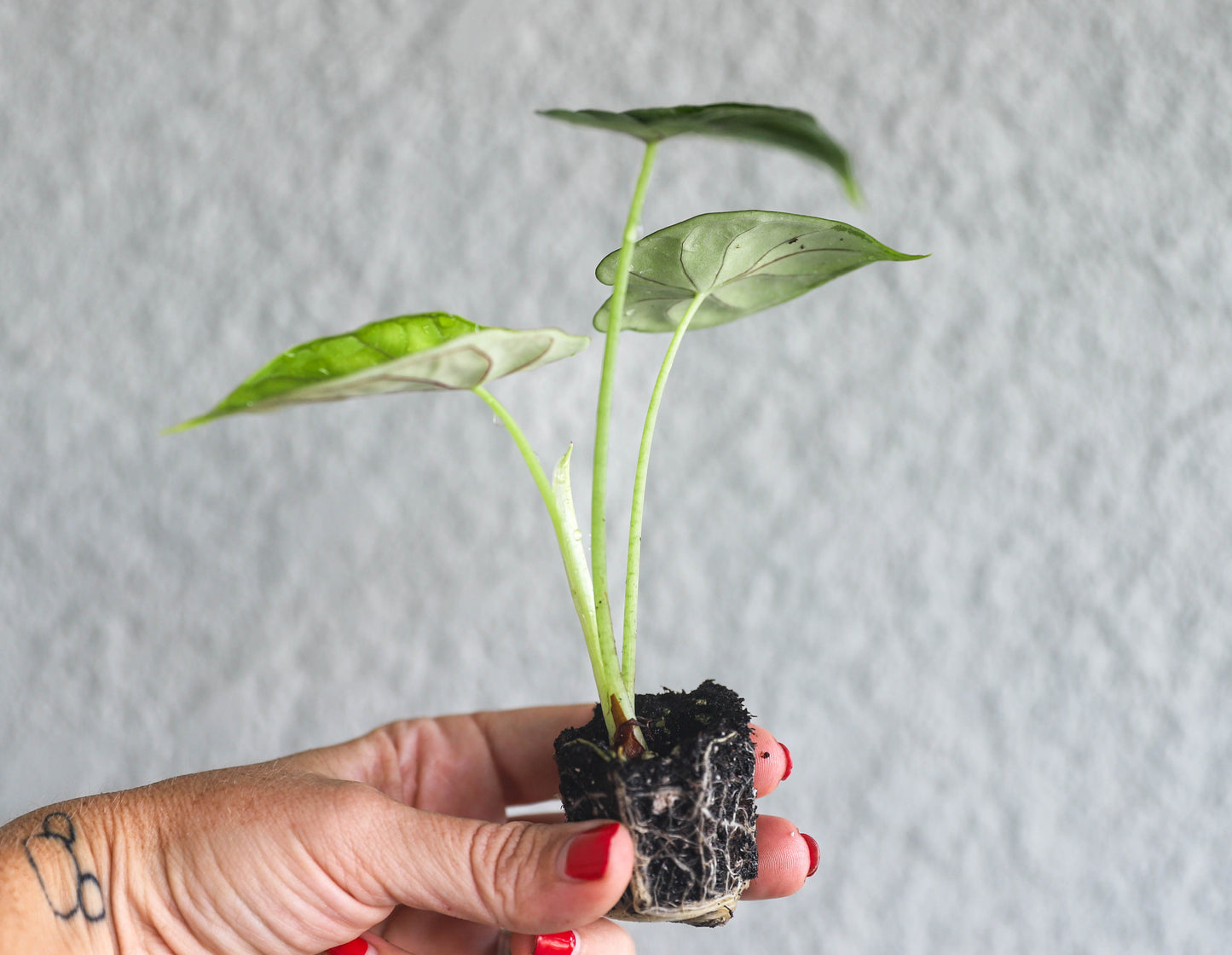 Alocasia Dragon Scale