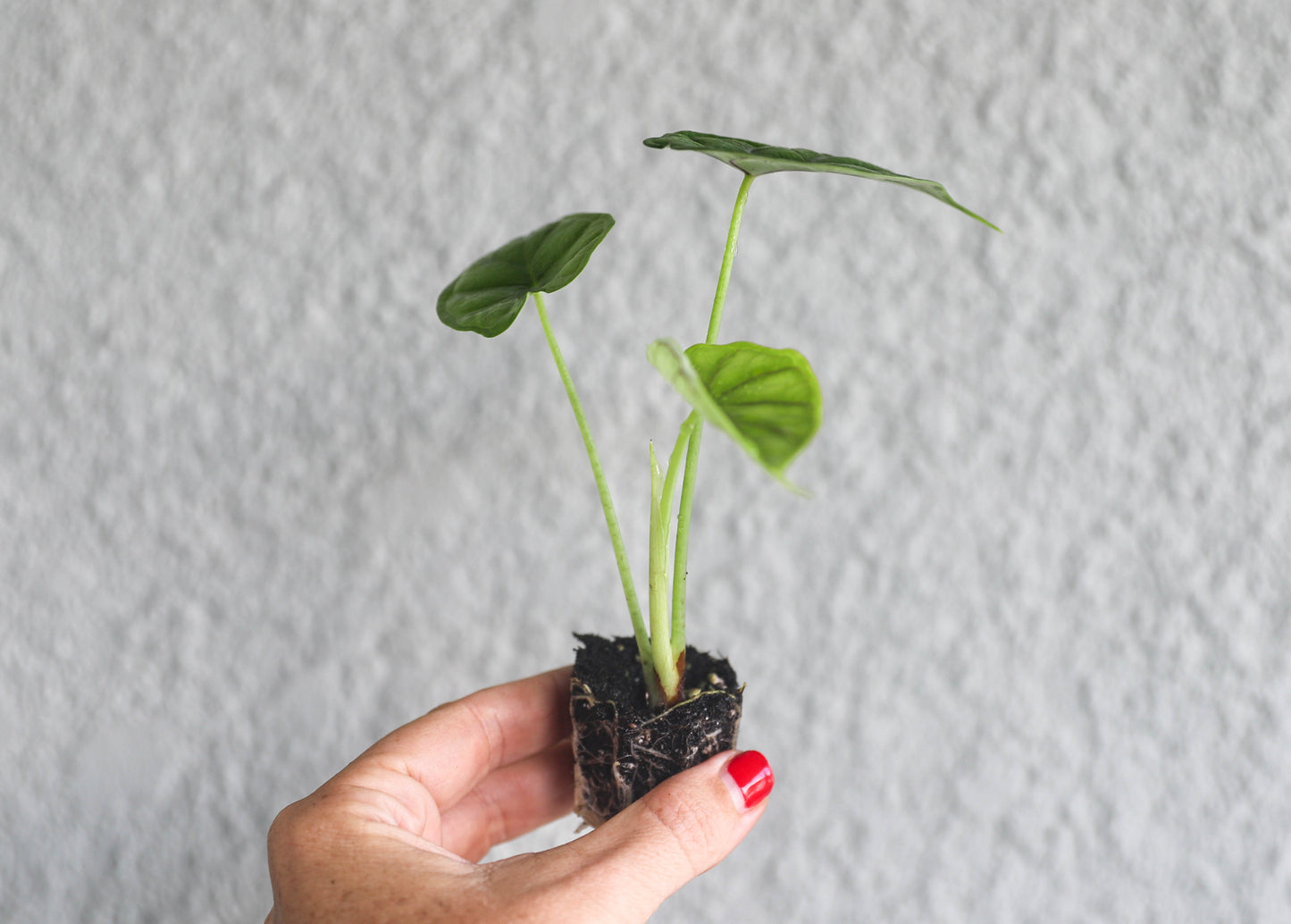 Alocasia Dragon Scale