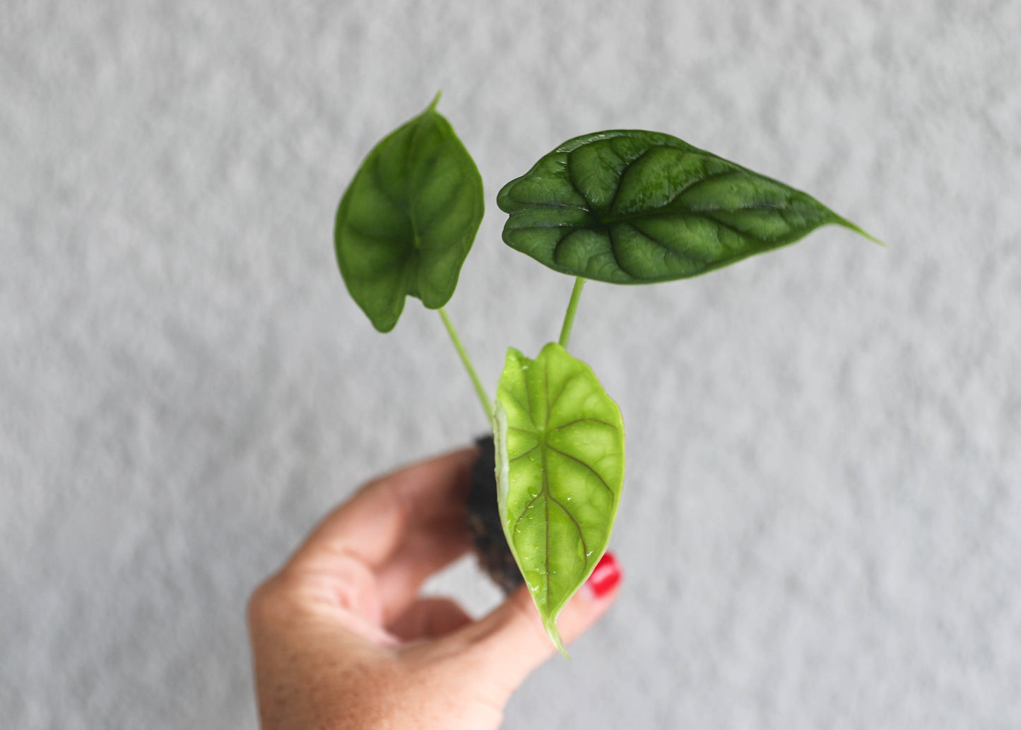 Alocasia Dragon Scale