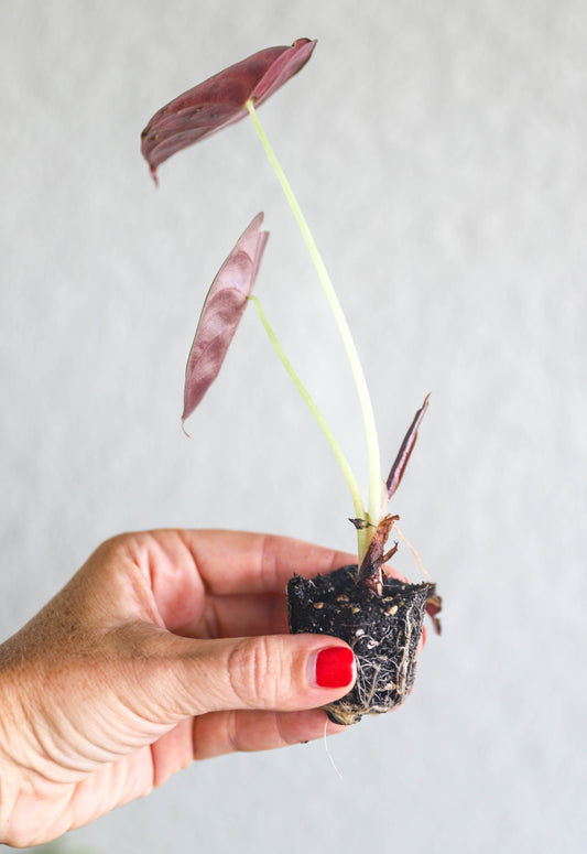 Alocasia Cuprea Red Secret