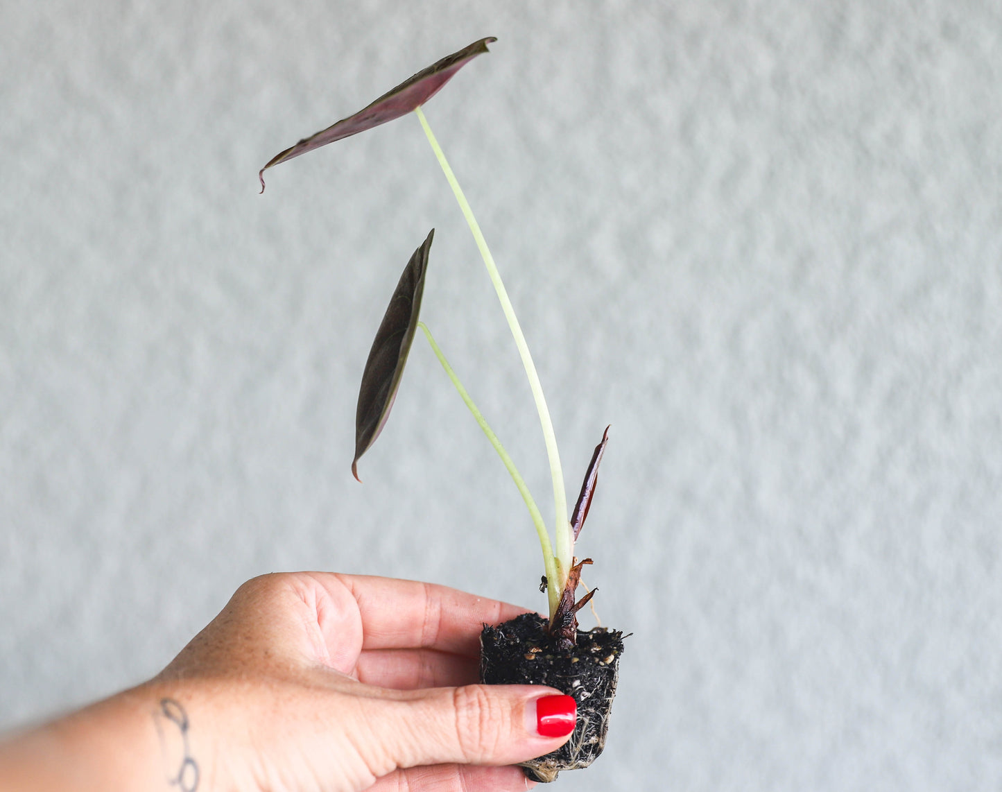 Alocasia Cuprea Red Secret