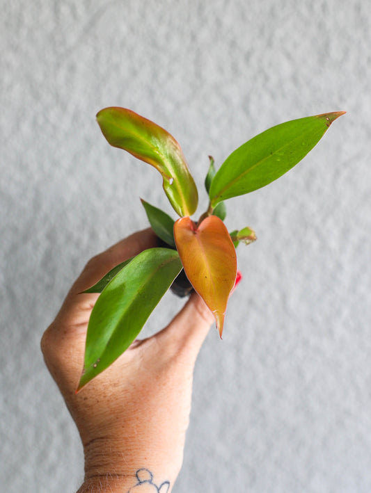 Philodendron Prince of Orange – 2–3 Inch Starter Plant