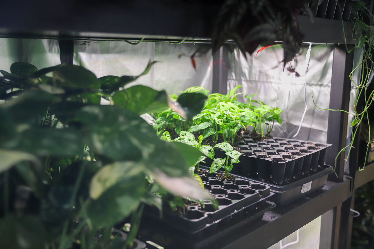 Alocasia 6 Plant Variety No Pots