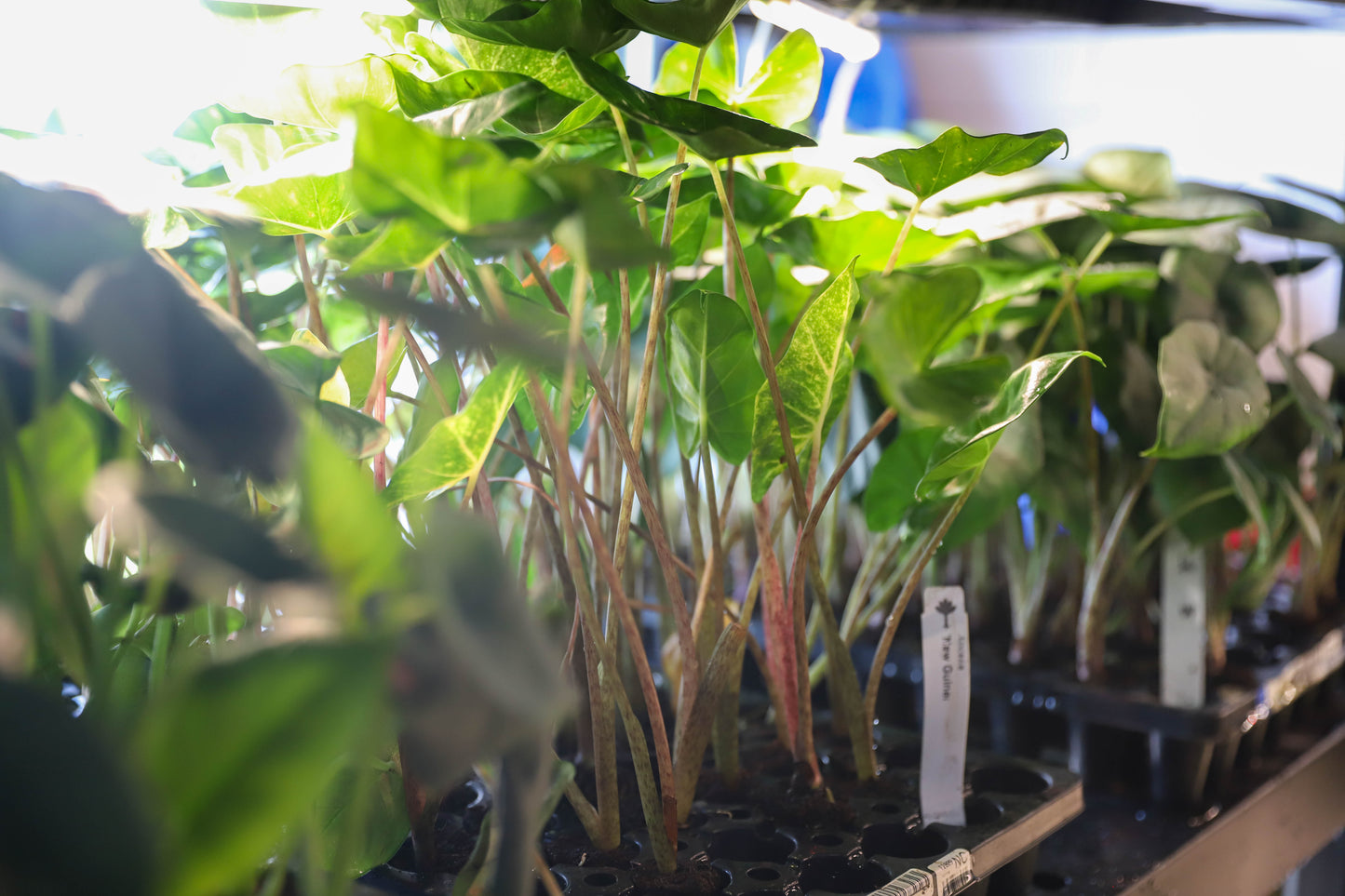 Alocasia 6 Plant Variety No Pots