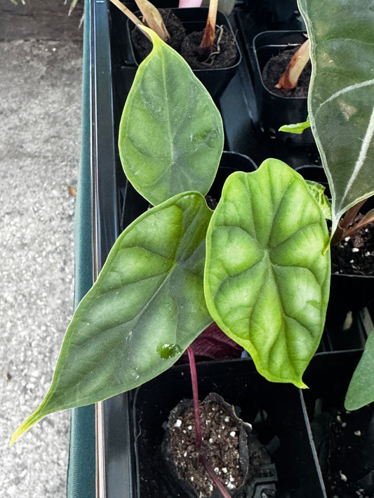 Alocasia Green Unicorn