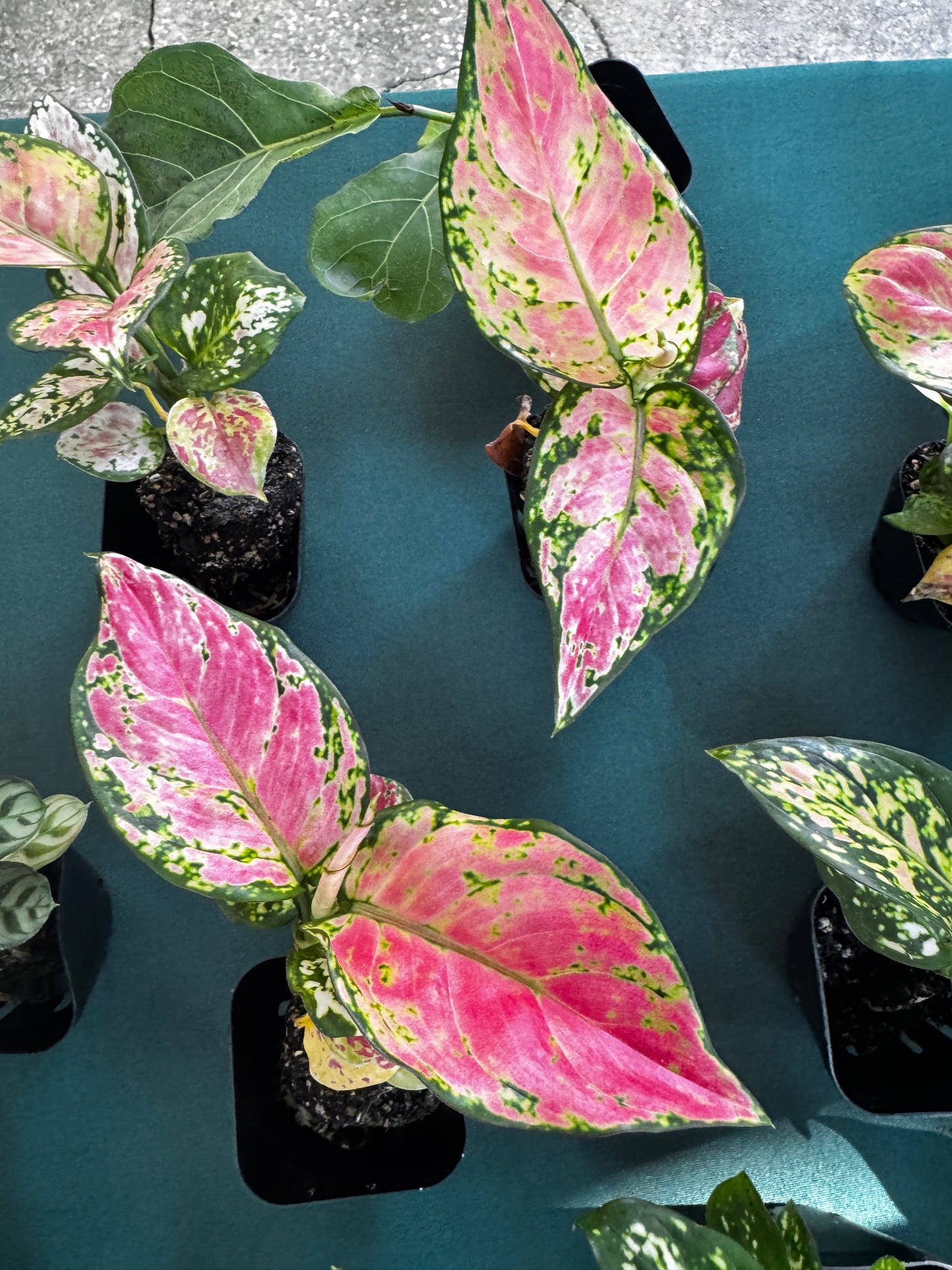 Aglaonema ‘Wishes’ – 2–3” Starter