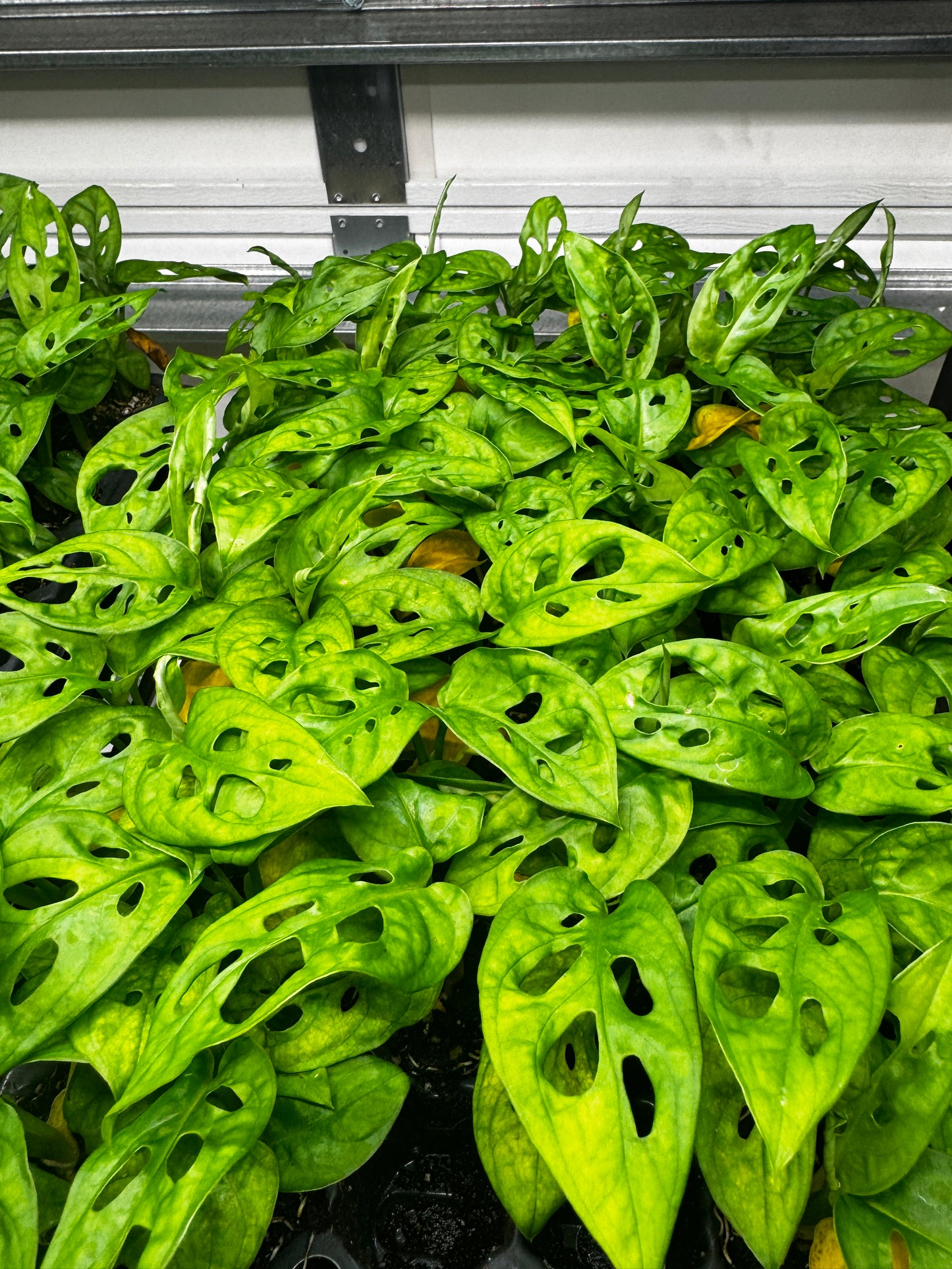 Monstera obliqua 'Expilata' – 2–3” Starter