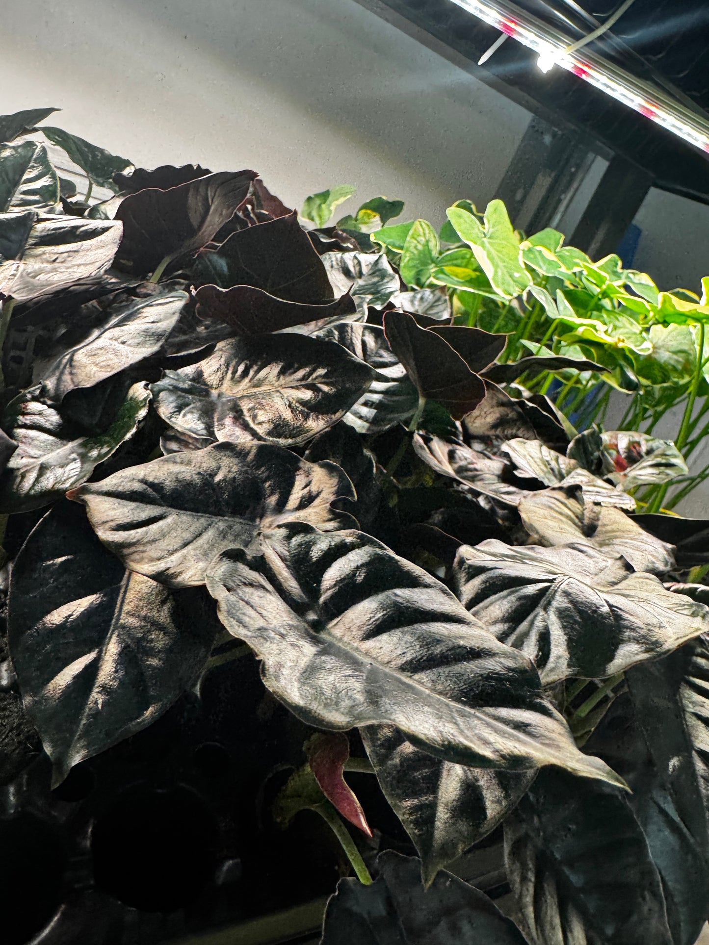 Alocasia 6 Plant Variety No Pots