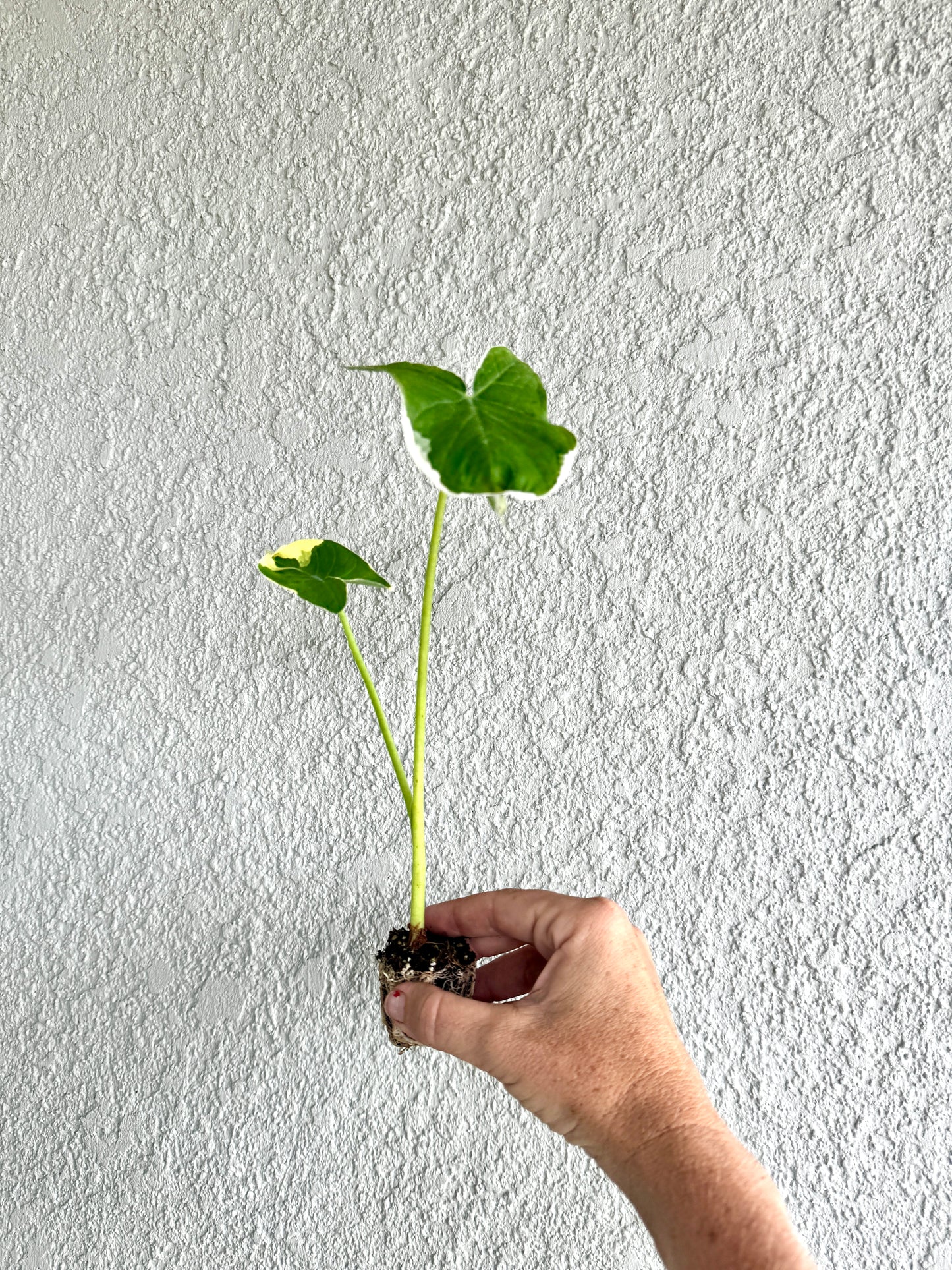 Alocasia Mickey Mouse