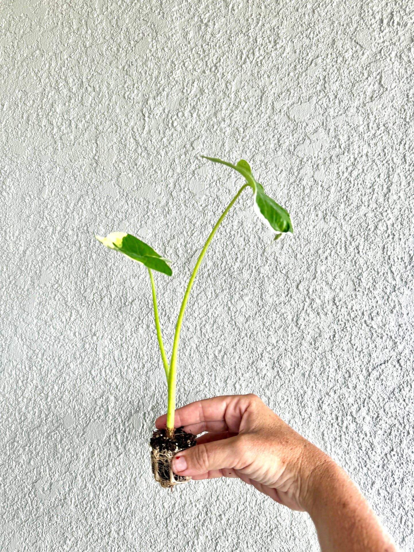 Alocasia Mickey Mouse