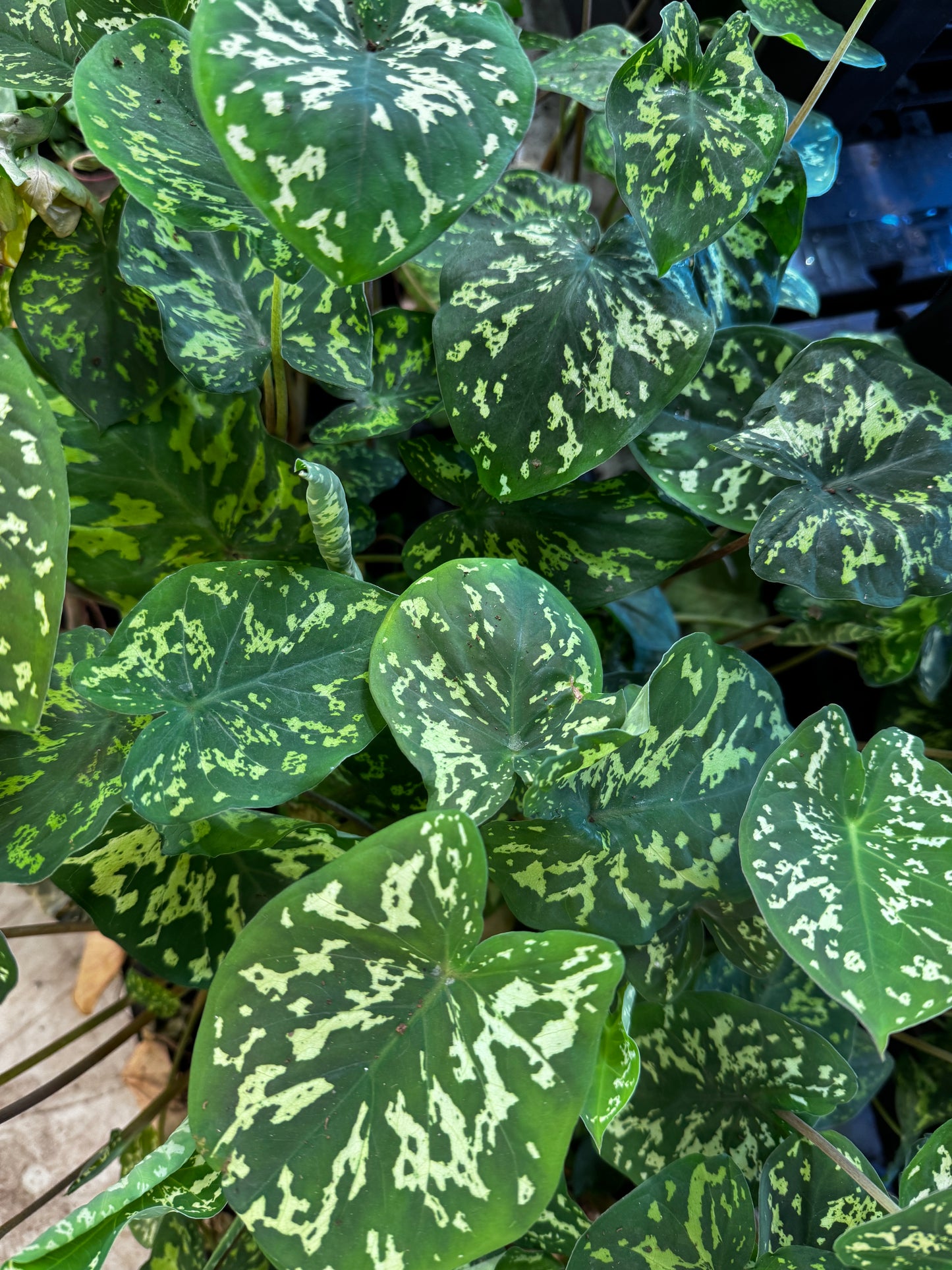 Alocasia Hilo Beauty
