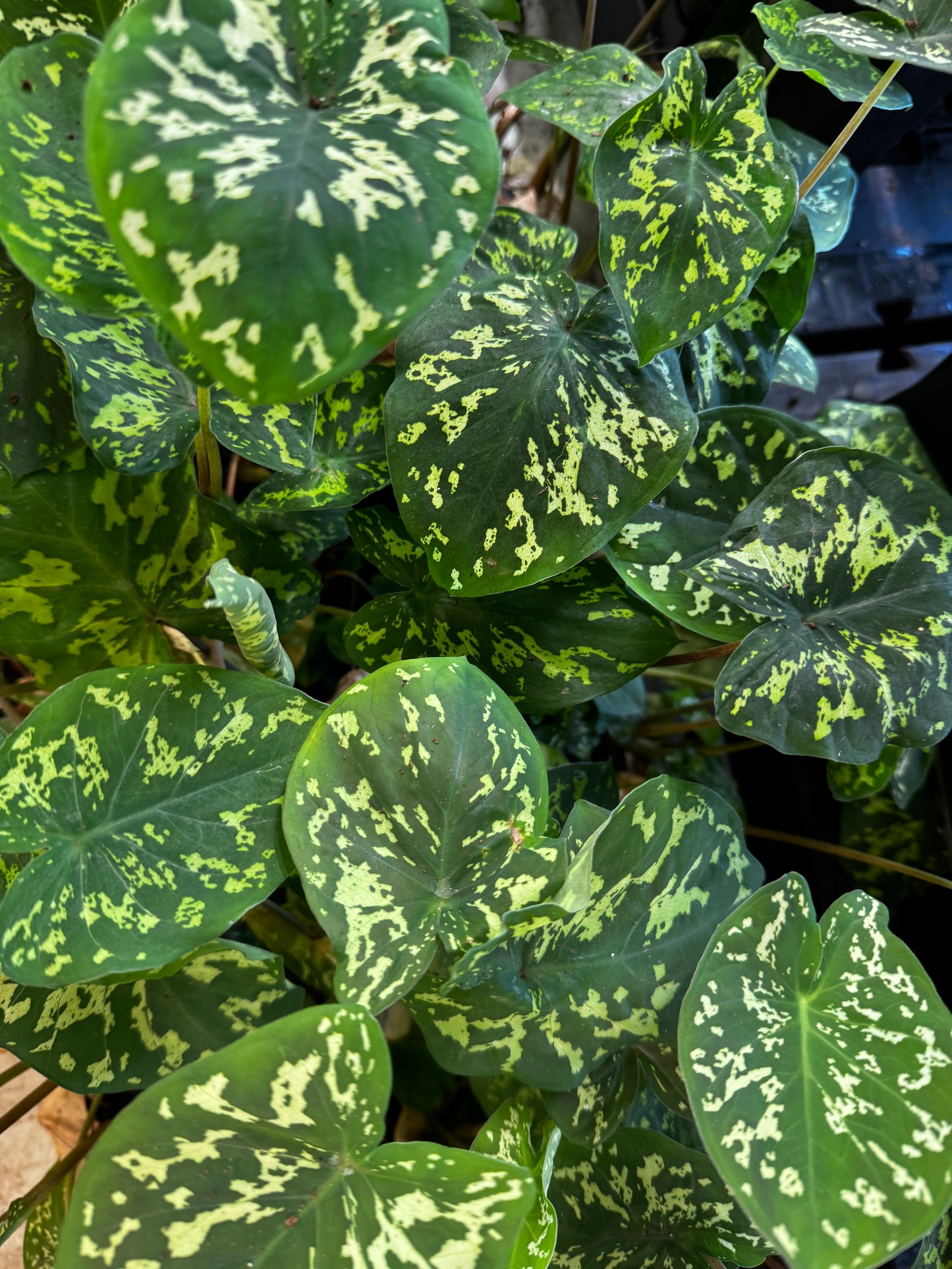 Alocasia Hilo Beauty