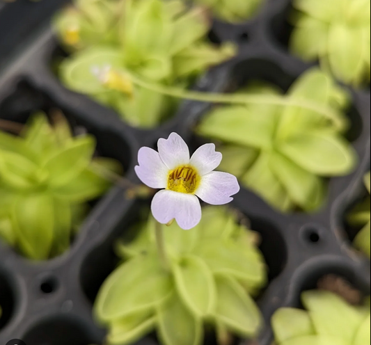 Pinguicula Primuliflora (Butterwort) – 2–3 Inch Starter Plant