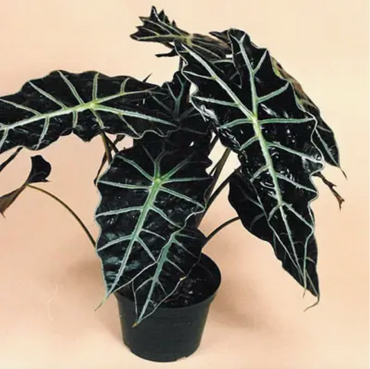 Alocasia Polly