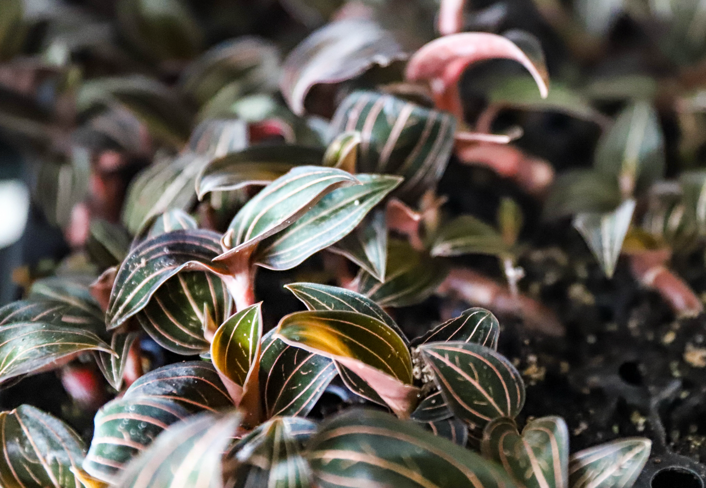 Jewel Orchid (Ludisia discolor) – 2–3” Starter
