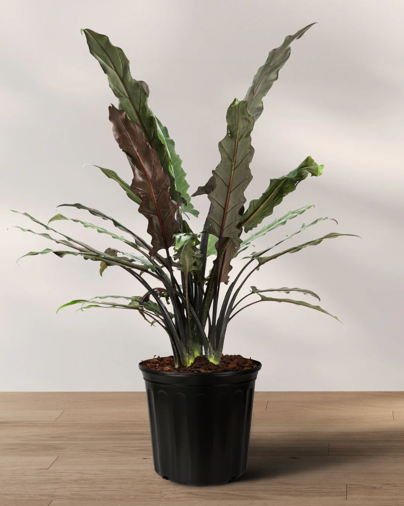 Alocasia Lauterbachiana – 2–3” Starter