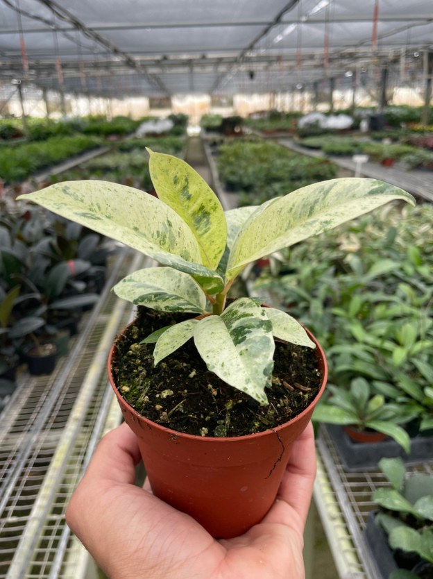 Ficus shivereana – 2–3” Starter