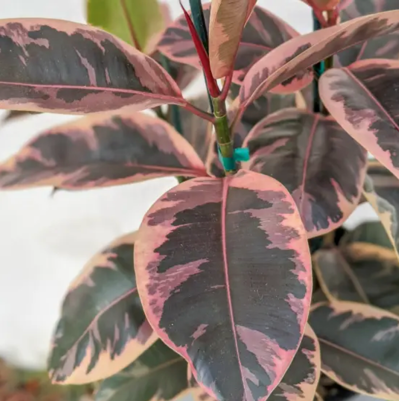 Ficus ‘Ruby’ – 2–3” Starter