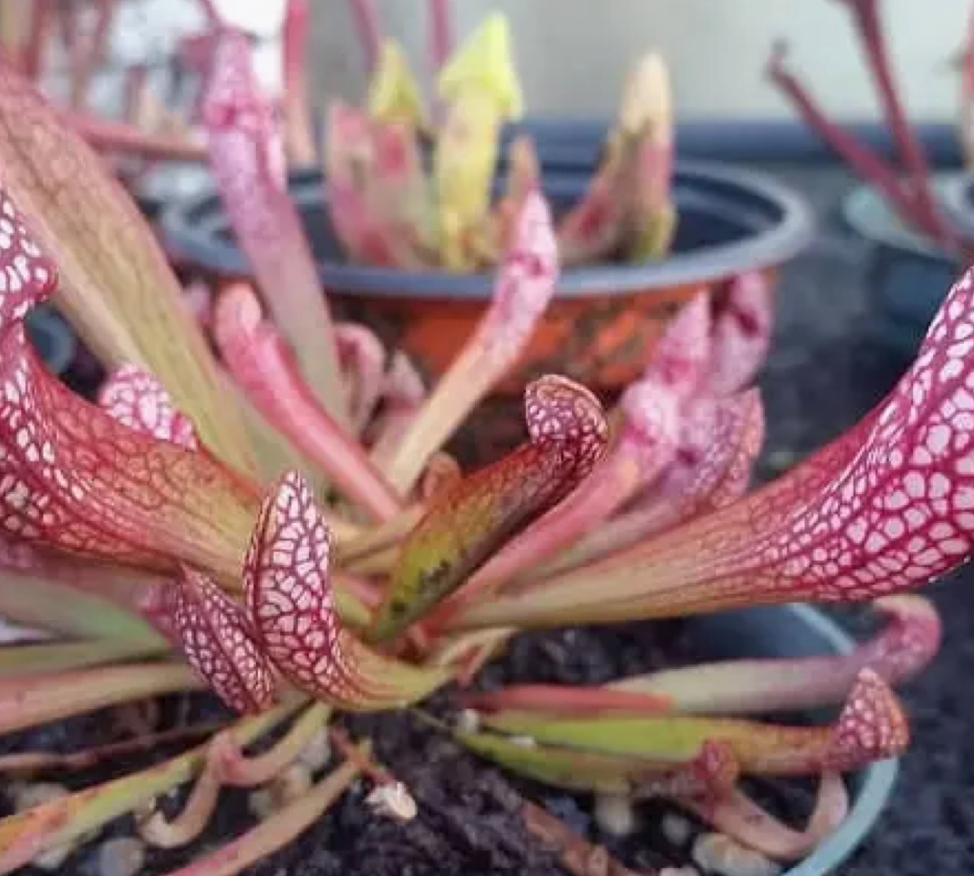 Pitcher Plant ‘Scarlet Belle’ (Sarracenia) – 2–3” Starter