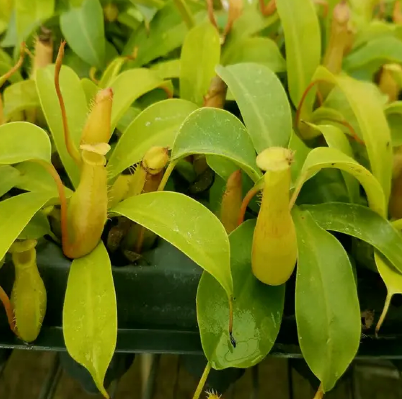 Nepenthes alata (Tropical Pitcher Plant) – 2–3” Starter