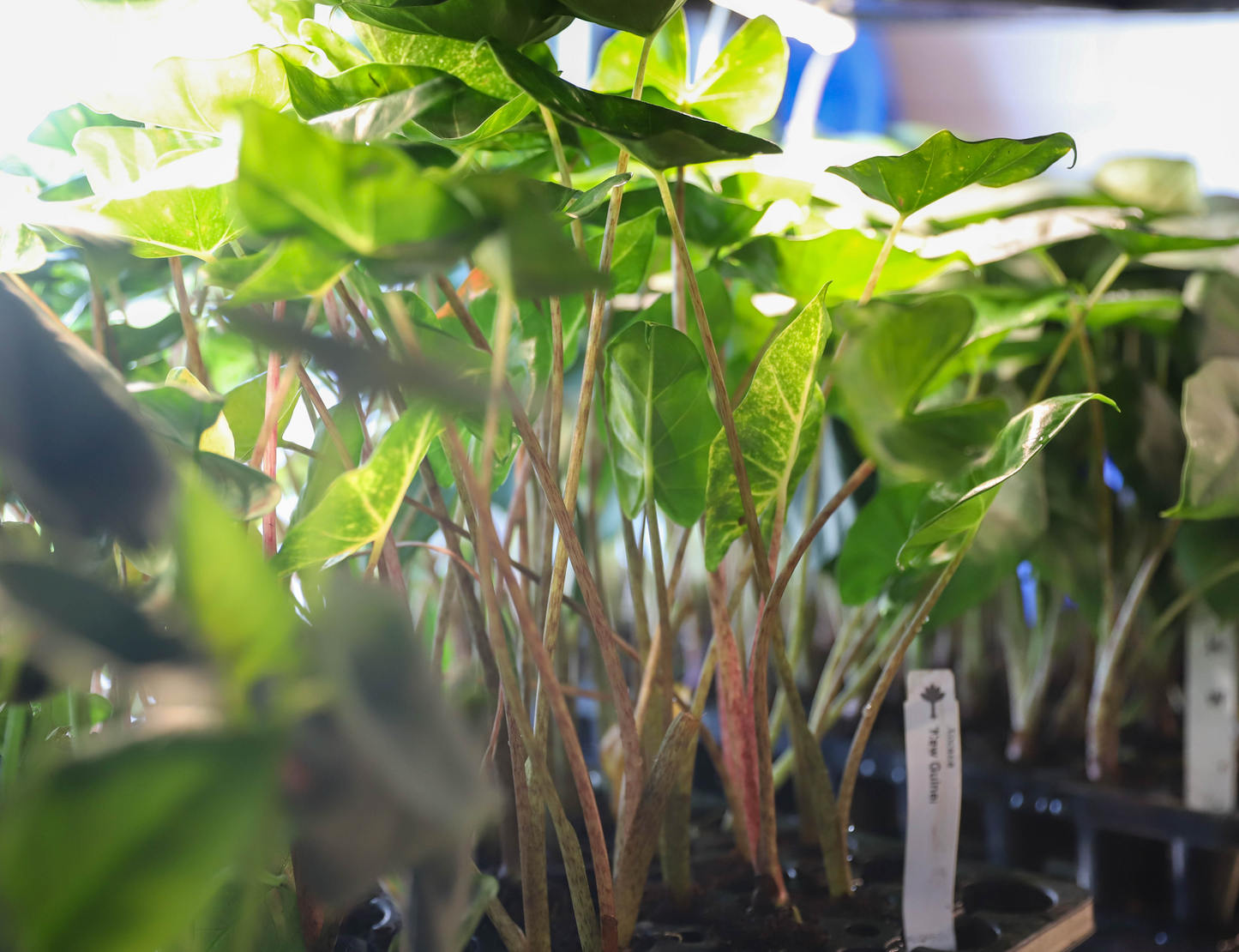 Alocasia New Guinea Gold