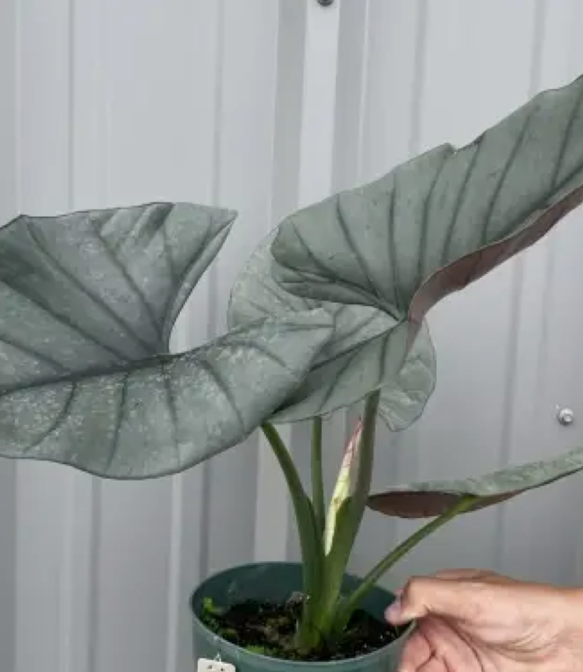 Alocasia reginae – 2–3” Starter | Silvery Veins | Striking Contrast | Rare Jewel Alocasia