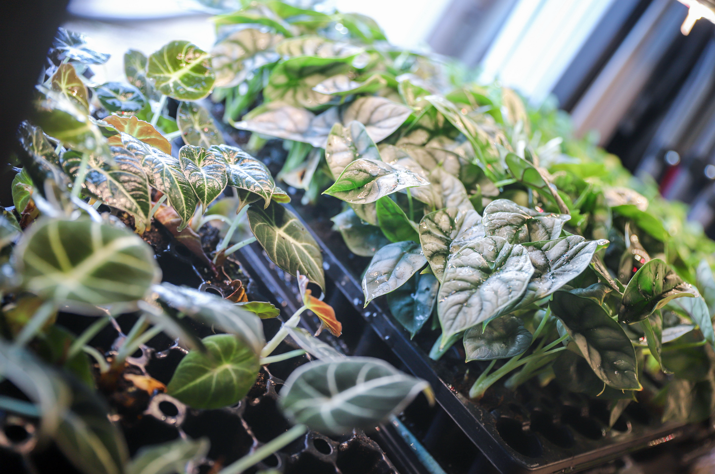 Alocasia 6 Plant Variety No Pots