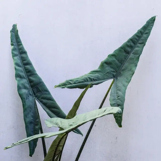 Alocasia Tigrina