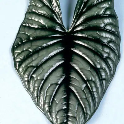 Alocasia Nebula Imperialis